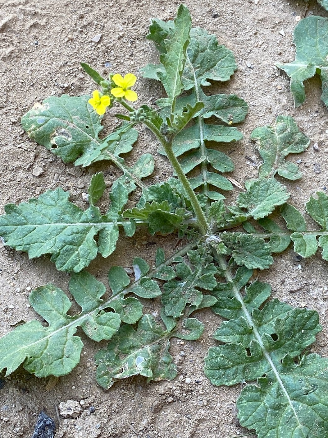 Black Mustard Flower and Leaves